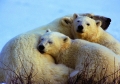 Polar Bear mother and cubs