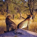 Cheetah, Botswana