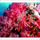 Fiji Diving Holidays - Tailor-made - Bligh Waters & the Astrolabe Reef - 18 days