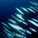Fiji Diving Holidays - Tailor-made - The Rainbow & Astrolabe Reefs, Taveuni & Kadavu - 18 days