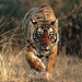 Indian Tiger