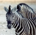 Zebra, Namibia