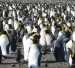 Penguins in Antarctica