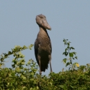 Safari Holidays in Zambia - Group - Shoebills, Lechwe & Luangwa - 11 days