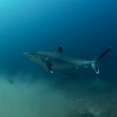 Fiji Diving Holidays - Tailor-made - Sharks & The Astrolabe Reef - Beqa & Kadavu - 18 days