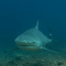 Fiji Diving Holidays - Tailor-made - Shark & Coral Fiji Highlights, Beqa & Taveuni - 18 days