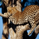 Safari Holidays in Zambia - Tailor-made - Luangwa Valley & Lower Zambezi 