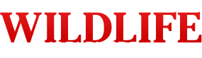 Wildlife Worldwide