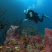 Coral, Copyright Andy Lange