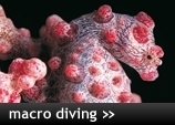 Macro Diving Holidays Worldwide