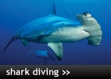 Shark Diving Holidays Worldwide