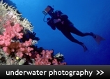 Underwater Photography Holidays Worldwide