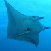 Manta Ray, Scuba Diving Holidays to Japan