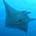 Manta Ray, Scuba Diving Holidays to Japan
