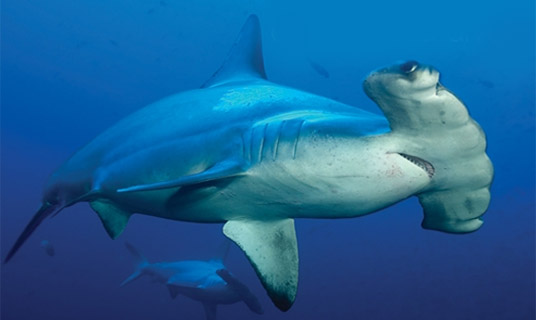 Hammerhead shark
