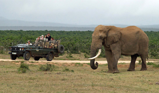 Elephant watching