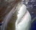 Dive to see Great White Sharks, South Africa