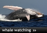 Whale Watching Holidays