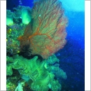 Fiji Diving Holidays - Divers Taste of Fiji