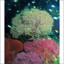 Fiji Diving Holidays - Fiji and New Caledonia