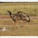 Safari Holidays in Zambia - Group - Liuwa Plain Adventure - 8 days
