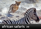 African Safari Holidays