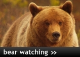 Bear Watching Holidays