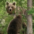 Wildlife Holiday to Finland, Brown Bear Explorer